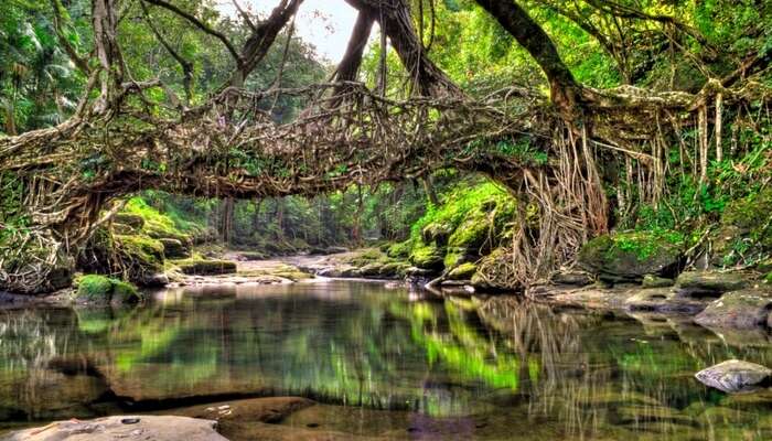 Living Root Bridges, Meghalaya: A Marvel Of Nature