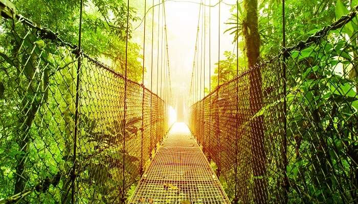 The Arenal Hanging Bridge in the ecological reserve in Costa Rica