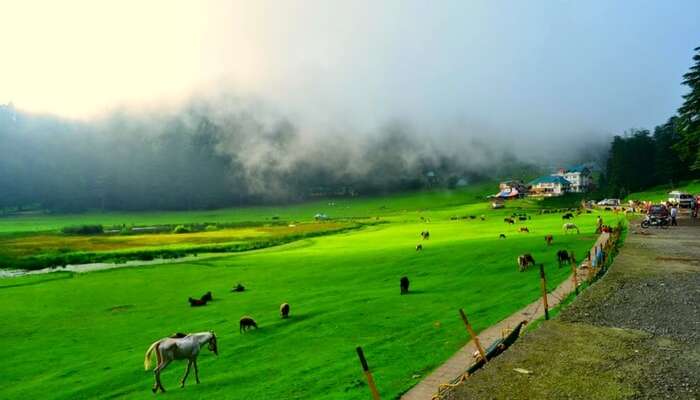 Beautiful morning in Khajjiar