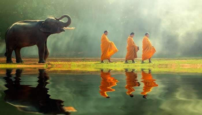 Elephant walking behind the monks