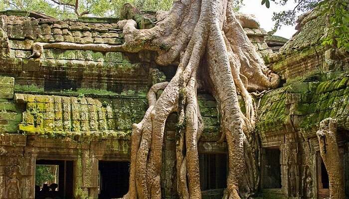 visit ta prohm, cambodia