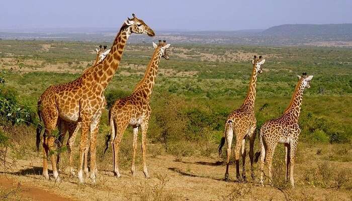 enjoy jungle safaris in Kenya