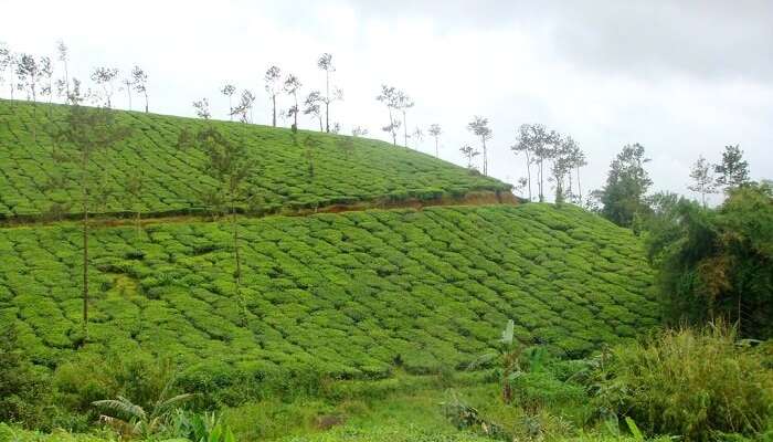 coorg duration