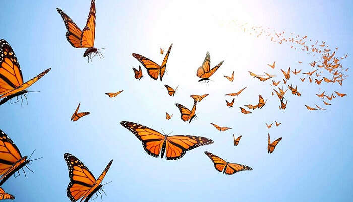 Numerous butterflies flying over the hilltop grasses at Butterfly beach