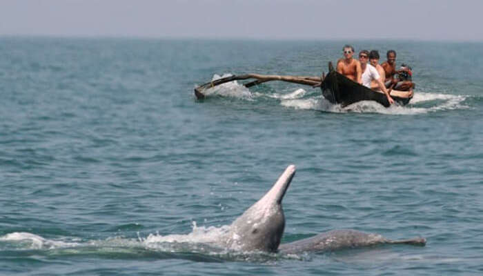 Travelers spot a dolphin enjoying near the Butterfly beach in Goa