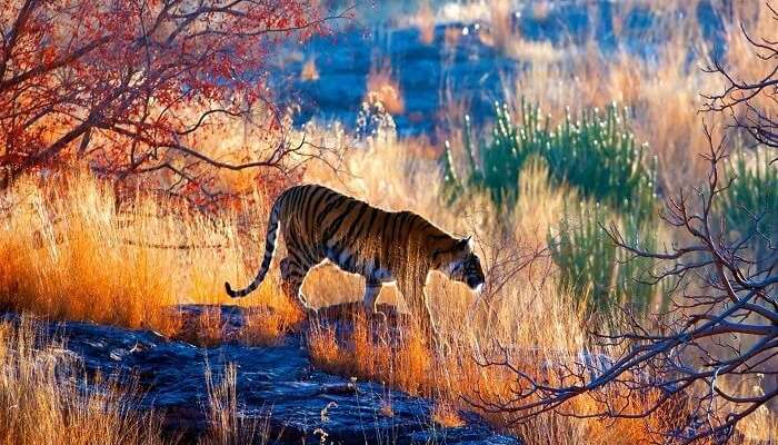 Ranthambore National Park, Rajasthan