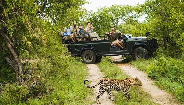 jangal safari