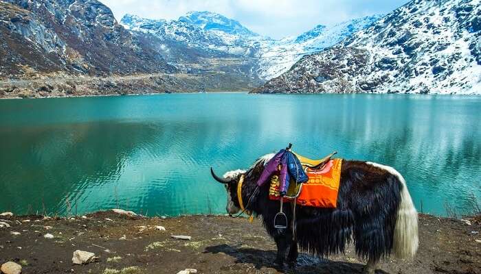 ride a yak in sikkim