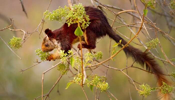 giant indian flying squirrel in bhimashankar