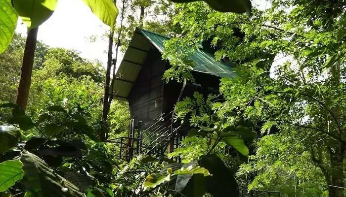 15 Tree Houses In Kerala For A Perfect Date With Nature