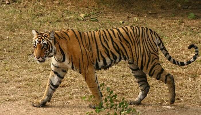 A tiger on a prowl in Rajaji Tiger Reserve in Haridwar