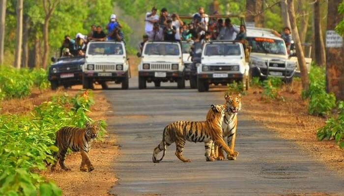 Best Wildlife Sanctuaries in India , Sariska National Park