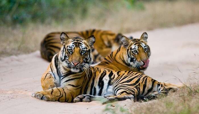 Bandhavgarh National Park: A Wildlife Retreat Amidst Nature In 2021!