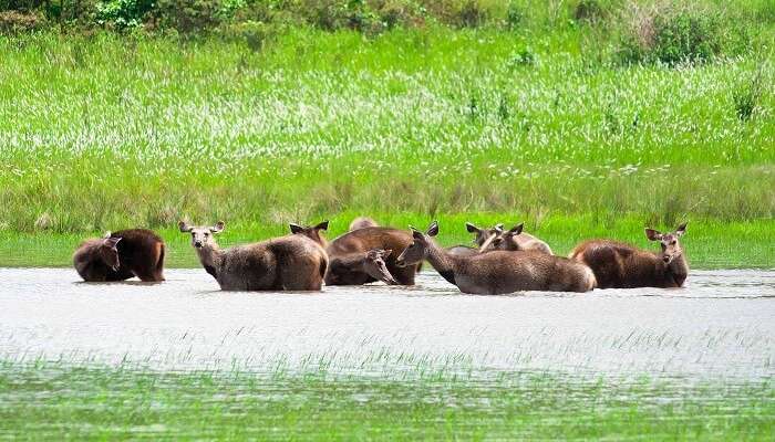 Sunderbans, Kolkata