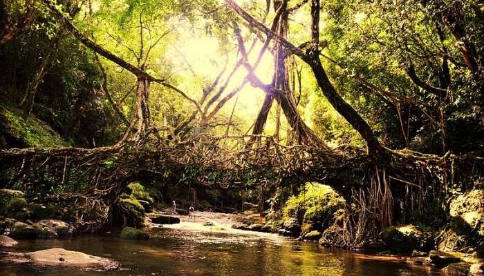 Double Decker living root bridges