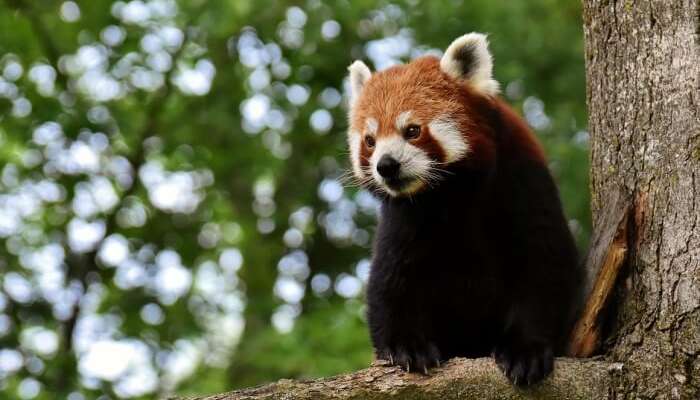 red panda