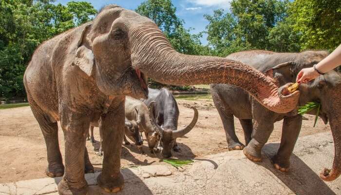 Elephants in Chiang Mai 