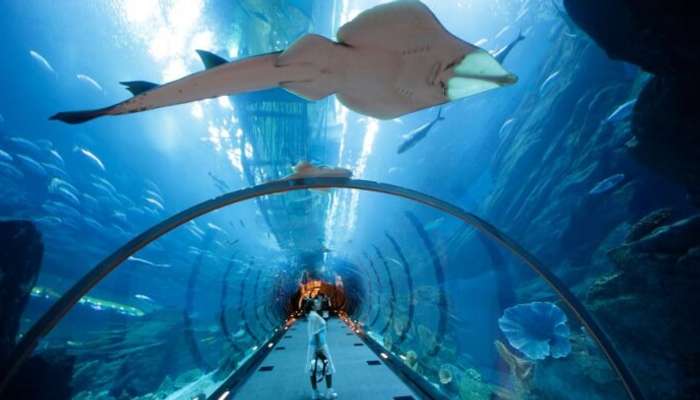 Dubai underwater zoo