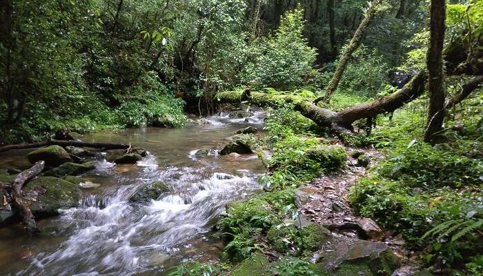 mawphlang forest