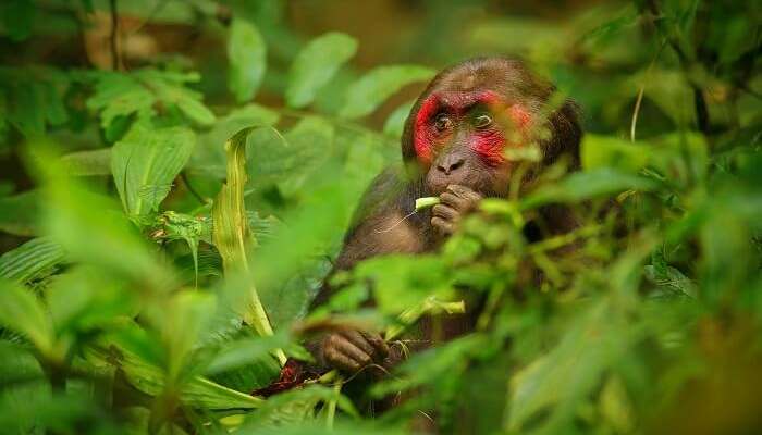 Gibbon Wildlife Sanctuary