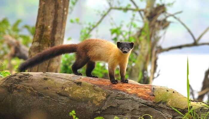 Nameri National Park