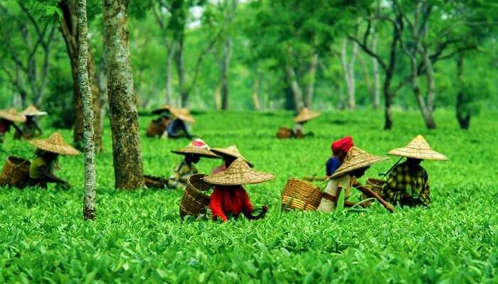 Tocklai Tea Research Centre