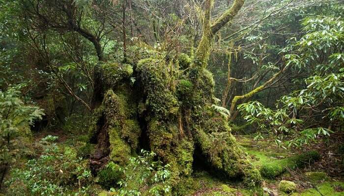 Yakushima