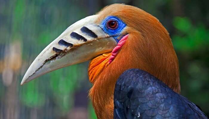 Nameri National Park assam Rufous necked hornbill