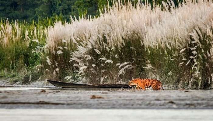 Orang National Park assam