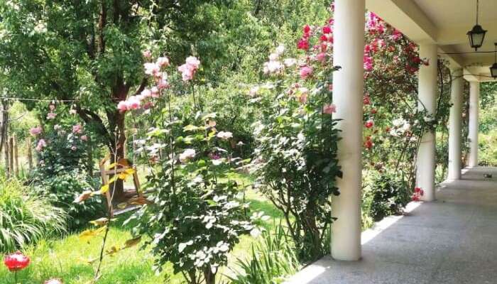 dog on the hill homestay