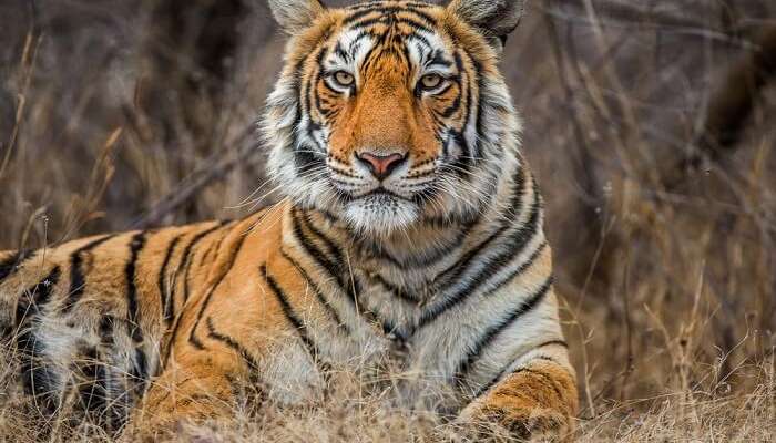 royal bengal tigers