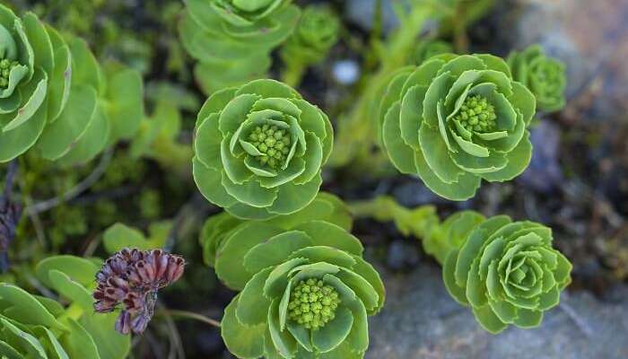 visit The Tromsø Arctic-Alpine Botanic Garden norway