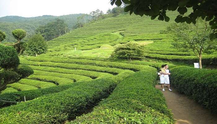 tea field