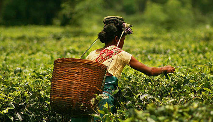 Women plucking tea leaves