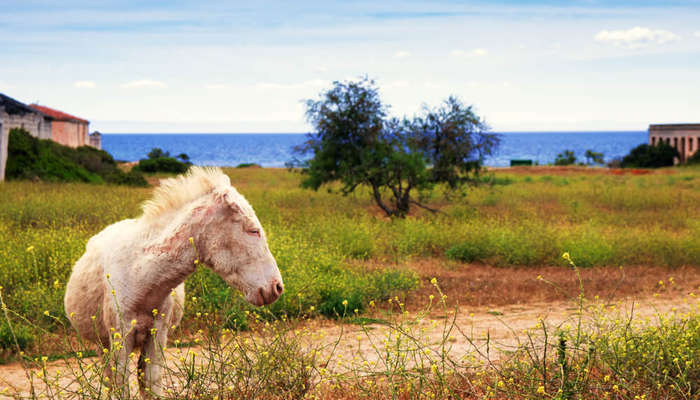 Asinaros nacionalinis parkas