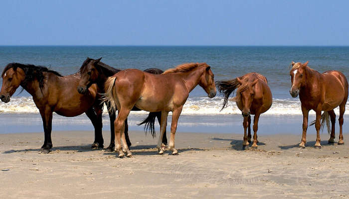 Carova Beach, North Carolina