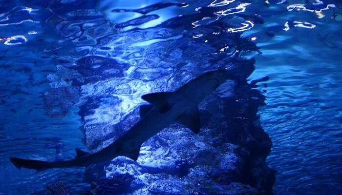 In_the_Antalya_Aquarium_14