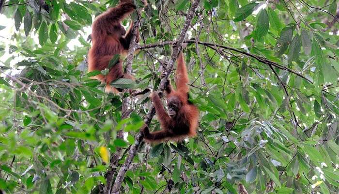 orangutans