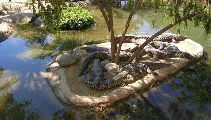 La Vanille Crocodile Park Mauritius