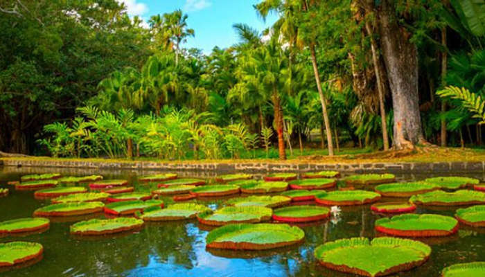Mauritius National Botanical Garden In Mauritius