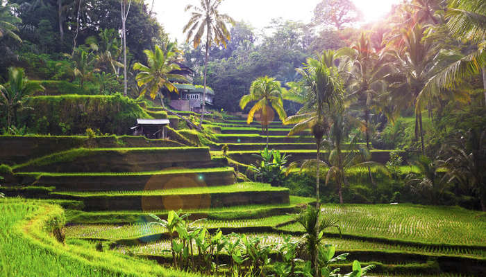 rice fields