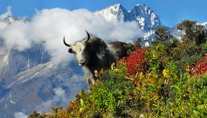 sagarmatha national park in Nepal