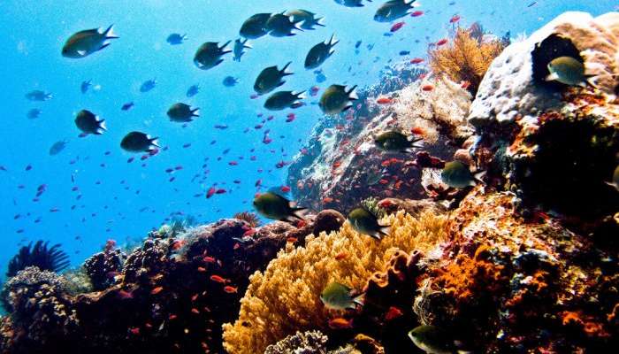 A view of scuba diver