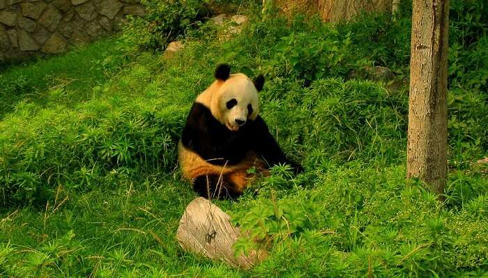 giant panda nibbling on the grass in the zoo