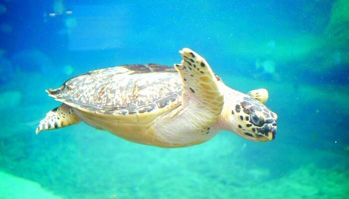 turtle swimming in the aquarium