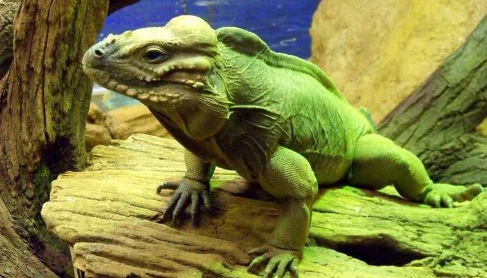 famous iguana specie found at the zoo