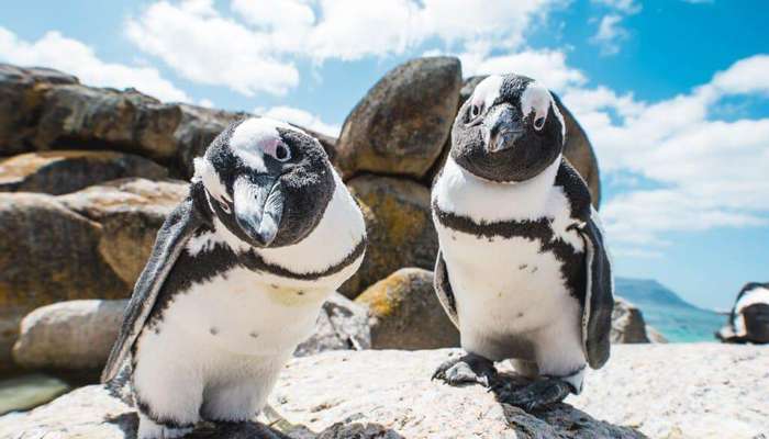 Table Mountain National Park The Surreal Beauty Of Sa Table Mountain National Park The