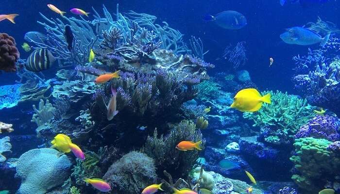 Káº¿t quáº£ hÃ¬nh áº£nh cho snorkeling in Maldives