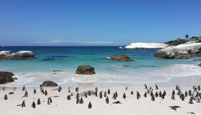 Boulders Beach A Guide For Those Travelling To South Africa Boulders Beach A Guide For Those