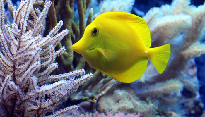 840 Koleksi Ikan Hias Air Laut Butterflyfish HD